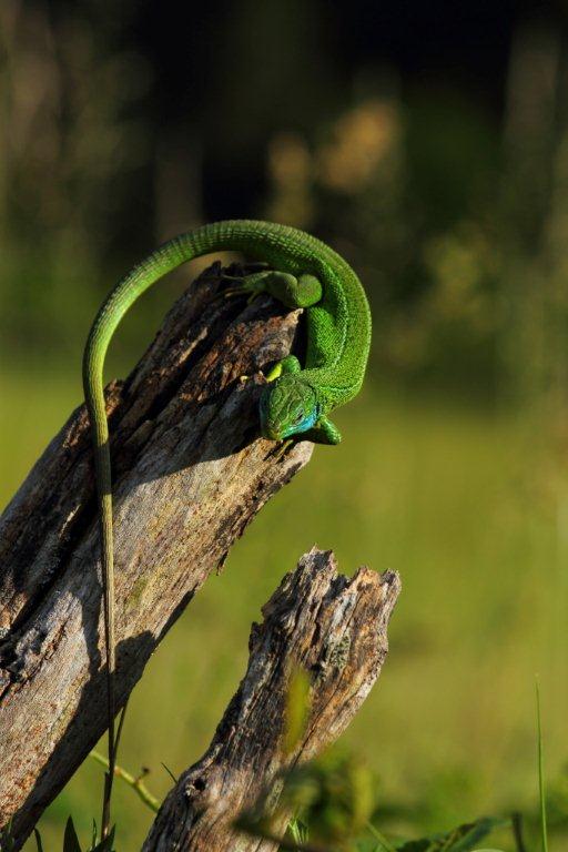 Podarcis e L.bilineata insieme al sole